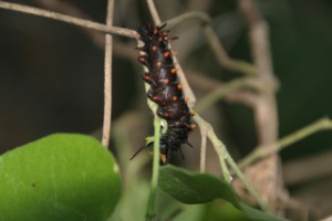 Pipevine swallowtail 2