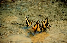 butterfly puddling